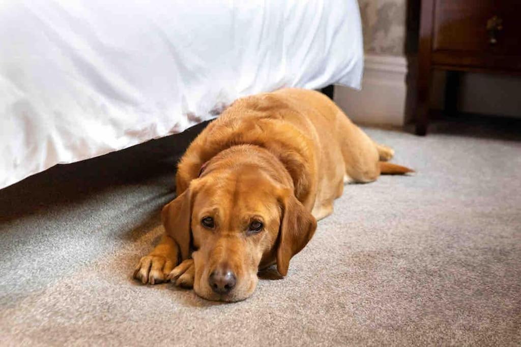 The Stanley Suite 1 Bedroom Apt Dog Friendly Patio ฮาร์โรเกต ภายนอก รูปภาพ